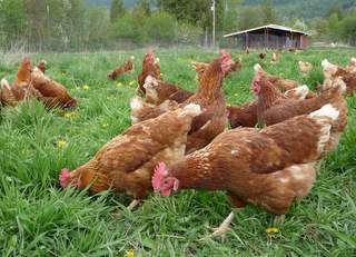 Hens enjoy fresh spring grass.