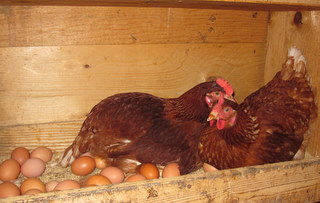 Two young hens making their daily contribution to a nest box.